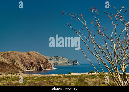 La floraison, de Campo El Faro, au golfe de Californie, Basse Californie du sud côte de Puertecitos, Baja California, Mexique Banque D'Images