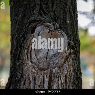 Big branch sciés sur les acacias, une section d'un nœud de l'arbre avec des anneaux, Close up Banque D'Images