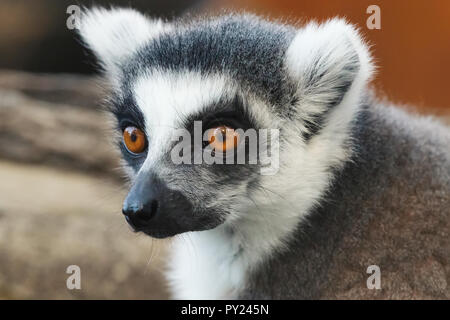 Untitled Document l'anneau (Lemur catta) portrait Banque D'Images