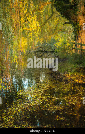 Un saule pleureur à l'automne perd ses feuilles coulourful sur un étang. Banque D'Images