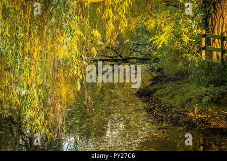 Un saule pleureur à l'automne perd ses feuilles coulourful sur un étang. Banque D'Images