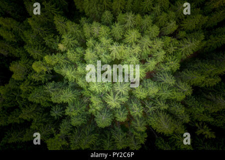 Vue aérienne d'une forêt alpine près de Gastein, Salzbourg, Autriche Banque D'Images