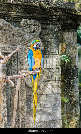 Macaw perché sur une branche, l'Indonésie Banque D'Images