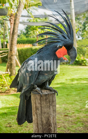 Portrait d'un cacatoès (Probosciger aterrimus Palm), Indonésie Banque D'Images