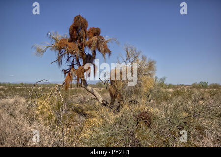 Arbre généalogique palo verde désert infesté de gui, Arizona, United States Banque D'Images