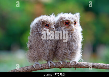 Deux owlets sur une branche, l'Indonésie Banque D'Images
