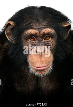 Close-up d'un chimpanzé, regardant la caméra, Pan troglodytes, isolated on white Banque D'Images