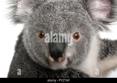 Koala Phascolarctos cinereus, jeune, âgé de 14 mois, in front of white background Banque D'Images
