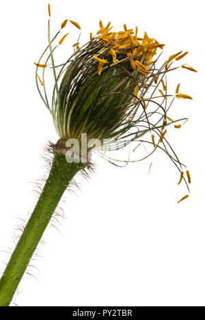 Close-up of Alpine blanc coquelicot, Papaver alpinum, in front of white background Banque D'Images