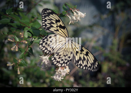 Un grand papillon jaune assis sur un buisson avec de petites fleurs blanches Banque D'Images