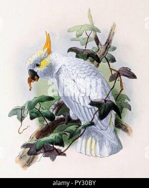 Cacatua sulphurea citrinocristata 1876. Banque D'Images