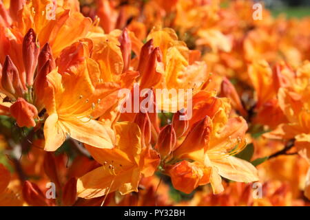 Azalea Fleurs orange Banque D'Images