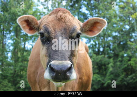 vache Jersey Banque D'Images