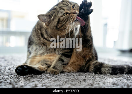 Neat cat et cat licking paw montrant sa langue maternelle Banque D'Images