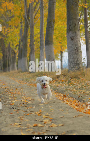 Le maltais chien qui court en forêt d'automne Banque D'Images