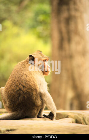 Singe macaque à longue queue assis sur plaque de pierre en forêt avec des arbres en arrière-plan Banque D'Images