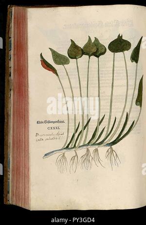 Calla palustris L. Fuchs 1543. Banque D'Images