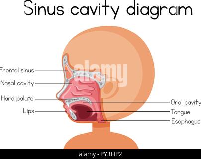 Schéma de la cavité du sinus de l'illustration Illustration de Vecteur