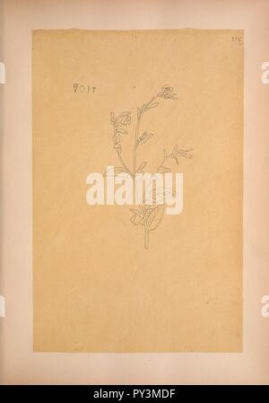 Les calques des dessins de la Flore du Mexique (planche 375) Banque D'Images