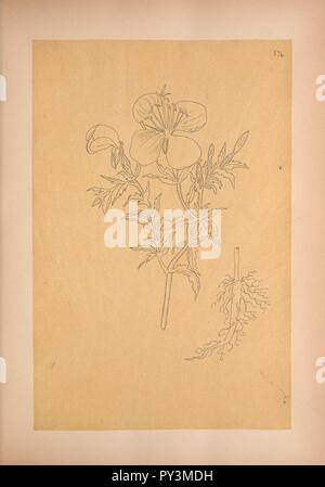 Les calques des dessins de la Flore du Mexique (planche 376) Banque D'Images