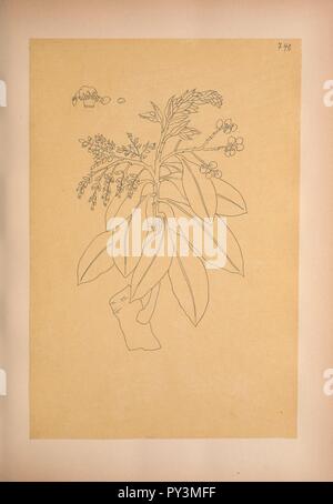 Les calques des dessins de la Flore du Mexique (planche 740) Banque D'Images