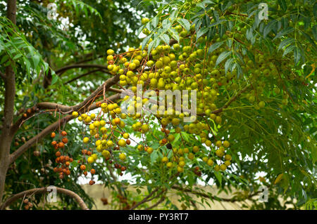 Arbre de neem la médecine naturelle et la culture des fruits près de Pune, Maharashtra. Banque D'Images