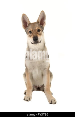 Femme assise tamaskan chiot hybride isolé sur un fond blanc à la direction de l'appareil photo vu de face Banque D'Images