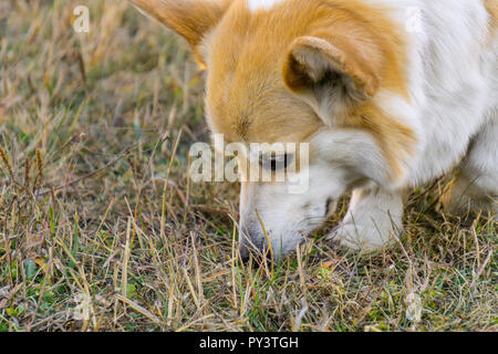 Pembroke Welsh Corgi chien Banque D'Images