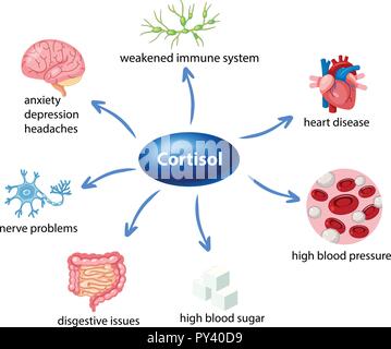 Le rôle du cortisol dans le corps illustration diagramme Illustration de Vecteur