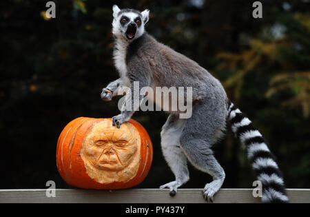 Untitled Document Un anneau se trouve au sommet d'une citrouille sculptée à Blair Drummond Safari Park. Les citrouilles creusées par les étudiants de design à proximité Forth Valley College et ont été remplies d'enrichissements. Banque D'Images