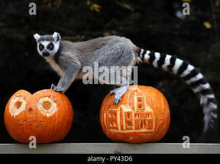 Untitled document un anneau repose sur le dessus de la citrouille sculptée à Blair Drummond Safari Park. Les citrouilles creusées par les étudiants de design à proximité Forth Valley College et ont été remplies d'enrichissements. Banque D'Images