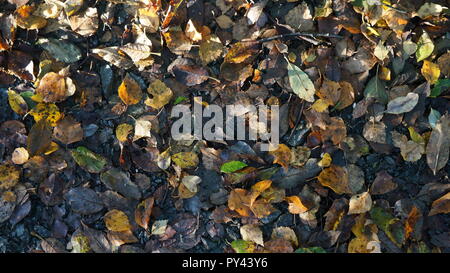 Marron et jaune de l'automne les feuilles mortes sur le sol forestier Banque D'Images