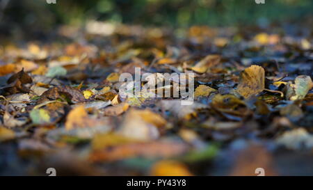 Feuilles d'automne jaune et marron sur le sol dans une forêt Banque D'Images