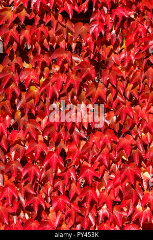 Virginia creeper, également appelé American Ivy, Parthenocissus quinquefolia poussant sur le mur d'une grande maison à Littlebury vert dans l'Essex, Angleterre Banque D'Images