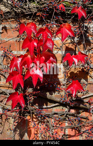 Virginia creeper, également appelé American Ivy, Parthenocissus quinquefolia poussant sur le mur d'une grande maison à Littlebury vert dans l'Essex, Angleterre Banque D'Images