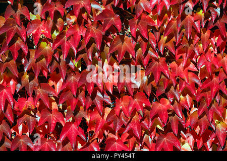 Virginia creeper, également appelé American Ivy, Parthenocissus quinquefolia poussant sur le mur d'une grande maison à Littlebury vert dans l'Essex, Angleterre Banque D'Images