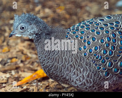 Paon gris-faisan Polyplectron bicalcaratum Banque D'Images