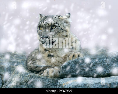 Portrait de léopard des neiges captif ou once Panthera uncia Banque D'Images