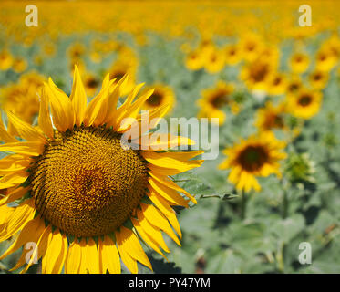 La texture des tournesols et l'arrière-plan pour les concepteurs. Vue Macro du tournesol en fleur. Fond de fleurs naturelles et biologiques Banque D'Images