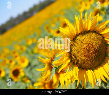 La texture des tournesols et l'arrière-plan pour les concepteurs. Vue Macro du tournesol en fleur. Fond de fleurs naturelles et biologiques Banque D'Images