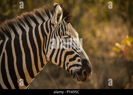 Zebra magnifique portrait en Afrique du Sud Banque D'Images