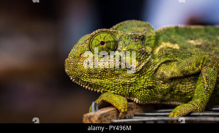 Caméléon Vert vif, de détente à Marrakech, Maroc Banque D'Images