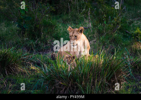 Lionne et ourson assis dans les plaines du masai Mara, Kenya Banque D'Images