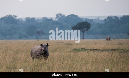 Un long Black Rhino sur les plaines du Masai Mara, Kenya Banque D'Images