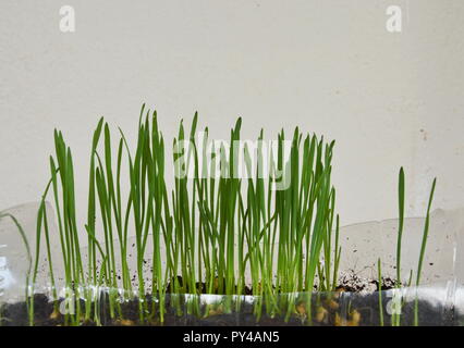 L'herbe de blé pour l'alimentation des animaux de se développer dans la bouteille en plastique Banque D'Images
