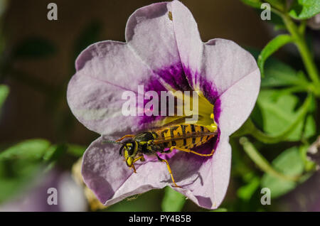 Pour les plantes et fleurs, les guêpes sont des insectes utiles qui aident à la pollinisation. Les guêpes se nourrissent également d'insectes qui nuisent aux plantes. Banque D'Images