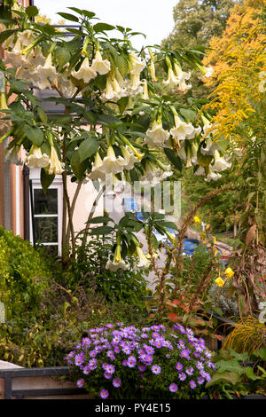 Trompette Ange florissante (lat. Brugmansia) sur un balcon. bluehende Engelstrompete (lat. Brugmansia) auf einem balkon. Banque D'Images