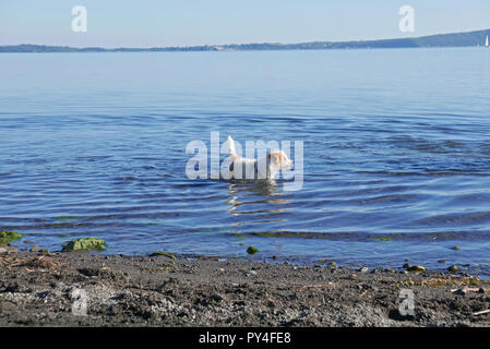 Petit chien se baigner dans un lac Banque D'Images