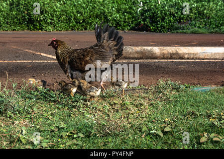 Vue d'une poule avec ses coups de pied à Kauai, Hawaii Banque D'Images