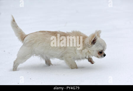 Chihuahua chiot jouer dans la neige, en hiver Banque D'Images